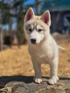 Huskies Sibériens - Photo 4
