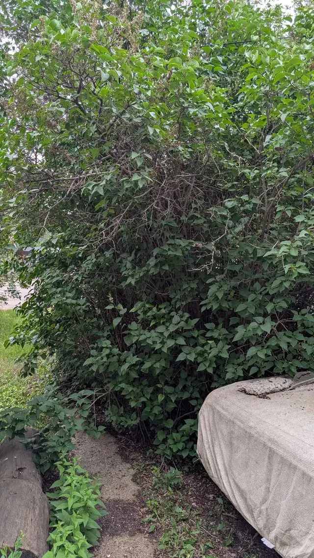 looking to buy yardwork services