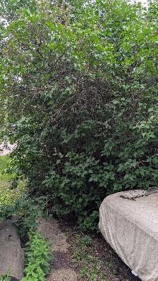looking to buy yardwork services
