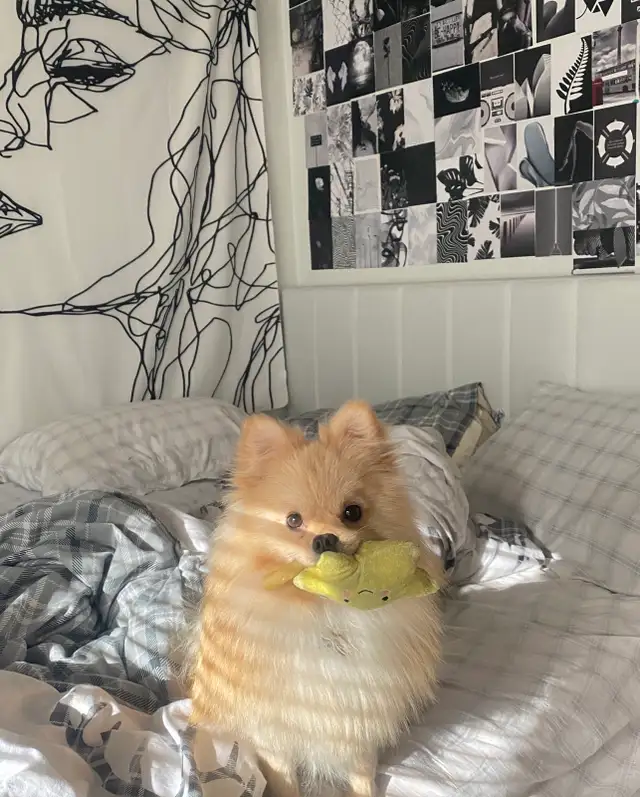 Pomeranian looking for rehoming