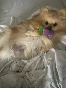 Pomeranian looking for rehoming - Photo 2