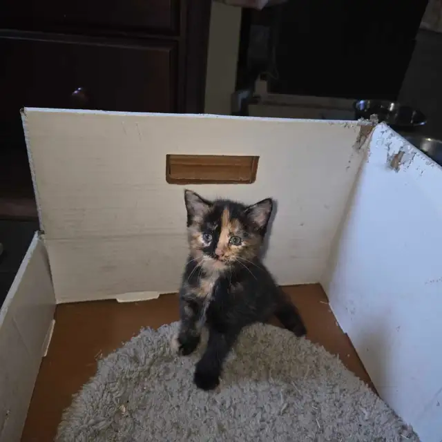 Mignonne petite chatte caramel et brune de 2mois