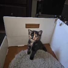 Mignonne petite chatte caramel et brune de 2mois