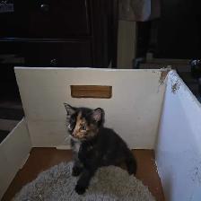 Mignonne petite chatte caramel et brune de 2mois - Photo 2