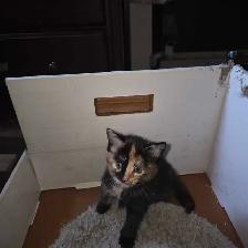 Mignonne petite chatte caramel et brune de 2mois - Photo 3