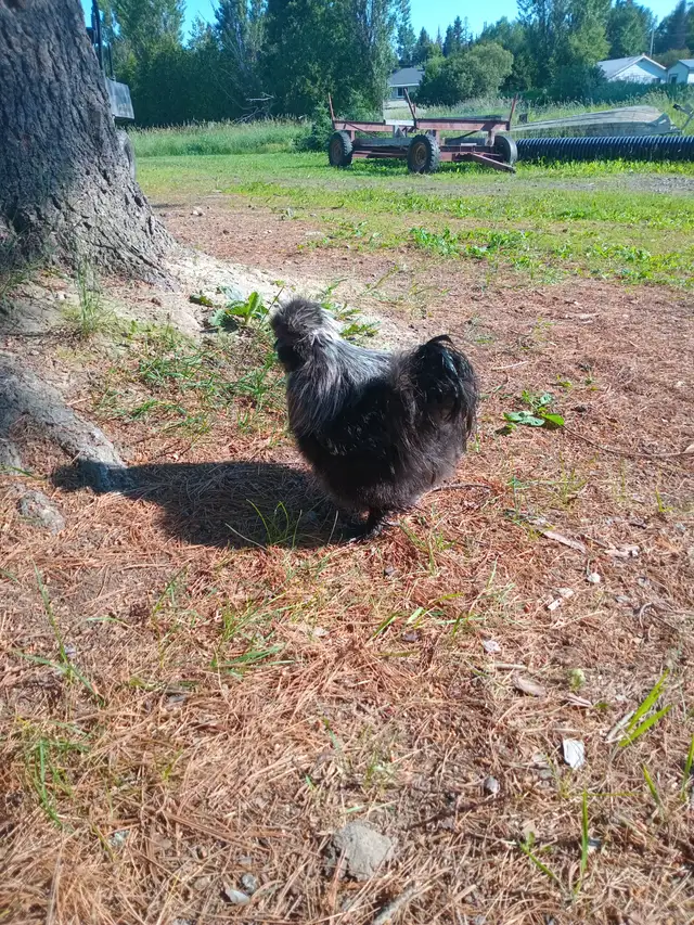 Free Silkies
