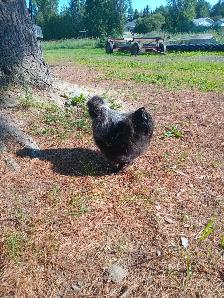 Free Silkies