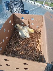 Free Silkies - Photo 2