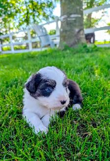 Berger australien miniature - Photo 3