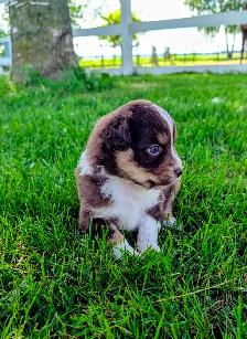 Berger australien miniature - Photo 4