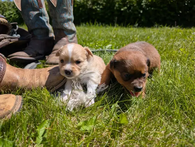 chihuahua