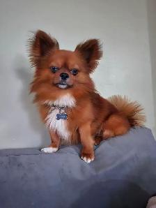 chihuahua - Photo 5