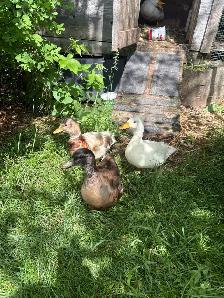 3 Young Male Call Ducks - Free