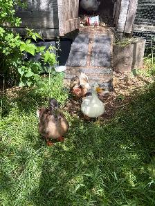 3 Young Male Call Ducks - Free - Photo 2