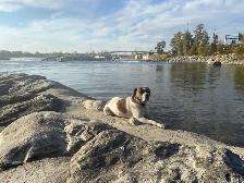 pet carrier - Photo 10