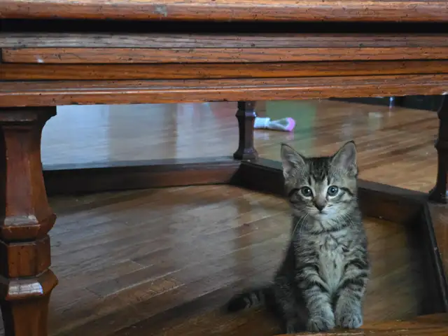 Beautiful Kittens Ready for Adoption!