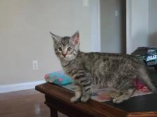 Beautiful Kittens Ready for Adoption! - Photo 2