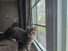 Beautiful Kittens Ready for Adoption! - Photo 3