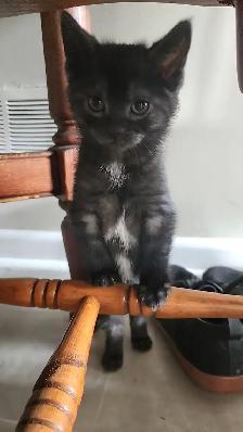 Beautiful Kittens Ready for Adoption! - Photo 6