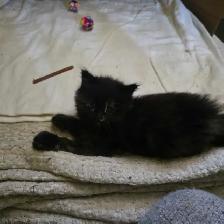 chatte douce et attachante 2 mois - Photo 3