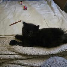 chatte douce et attachante 2 mois - Photo 4