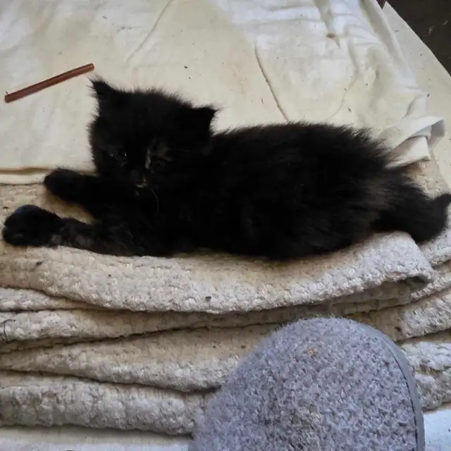 Chatte douce et affectueuse de 2 mois