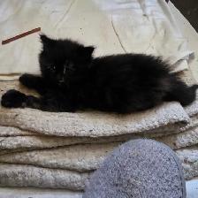 Chatte douce et affectueuse de 2 mois