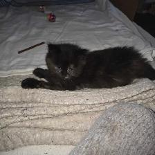 Chatte douce et affectueuse de 2 mois - Photo 4