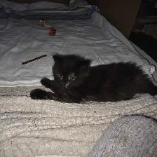 Chatte douce et affectueuse de 2 mois - Photo 5