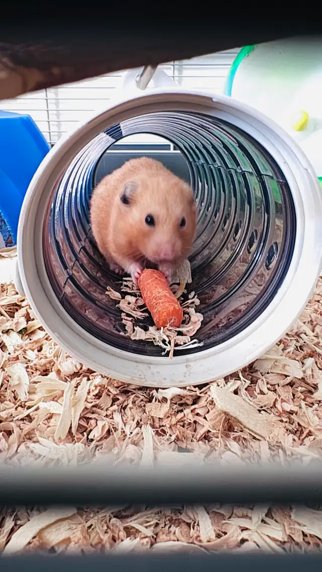 hamster sirien