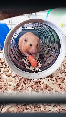 hamster sirien
