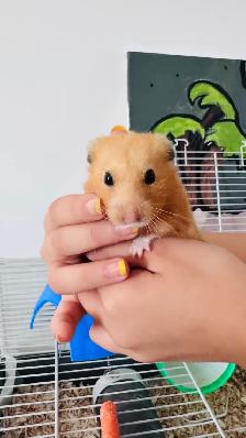hamster sirien - Photo 2