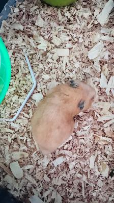 hamster sirien - Photo 3