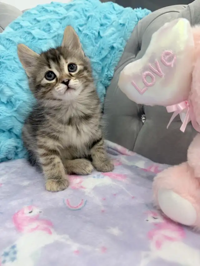 ❤️Siberian x Bengal  kittens -647-317-3197
