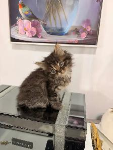 ❤️Siberian x Bengal  kittens -647-317-3197 - Photo 2