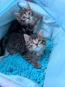 ❤️Siberian x Bengal  kittens -647-317-3197 - Photo 3