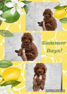 CKC Registered Toy Poodle Puppies   (purebred)  3 Year  Warranty