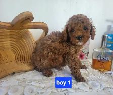 CKC Registered Toy Poodle Puppies   (purebred)  3 Year  Warranty - Photo 2