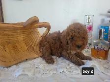 CKC Registered Toy Poodle Puppies   (purebred)  3 Year  Warranty - Photo 3