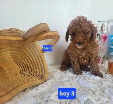 CKC Registered Toy Poodle Puppies   (purebred)  3 Year  Warranty - Photo 4