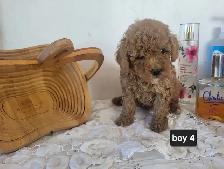 CKC Registered Toy Poodle Puppies   (purebred)  3 Year  Warranty - Photo 5