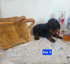 CKC Registered Toy Poodle Puppies   (purebred)  3 Year  Warranty - Photo 6