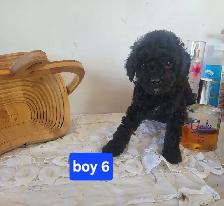 CKC Registered Toy Poodle Puppies   (purebred)  3 Year  Warranty - Photo 7