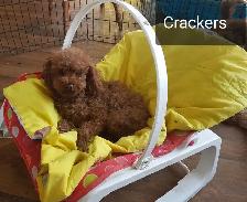 CKC Registered Toy Poodle Puppies   (purebred)  3 Year  Warranty - Photo 9