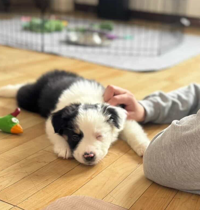 Our Sweet Black Tri Aussie Rocky Needs His Forever Home