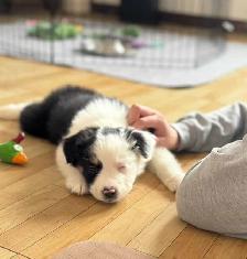 Our Sweet Black Tri Aussie Rocky Needs His Forever Home