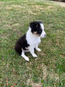 Our Sweet Black Tri Aussie Rocky Needs His Forever Home - Photo 2