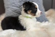 Our Sweet Black Tri Aussie Rocky Needs His Forever Home - Photo 3