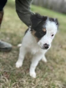 Our Sweet Black Tri Aussie Rocky Needs His Forever Home - Photo 4