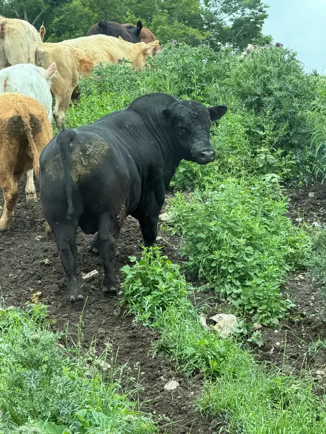 angus bulls for sale